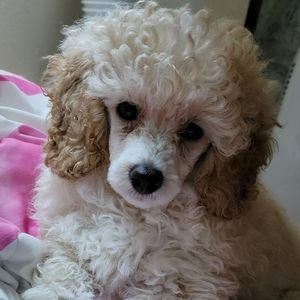 Meet your Posher, Kristi